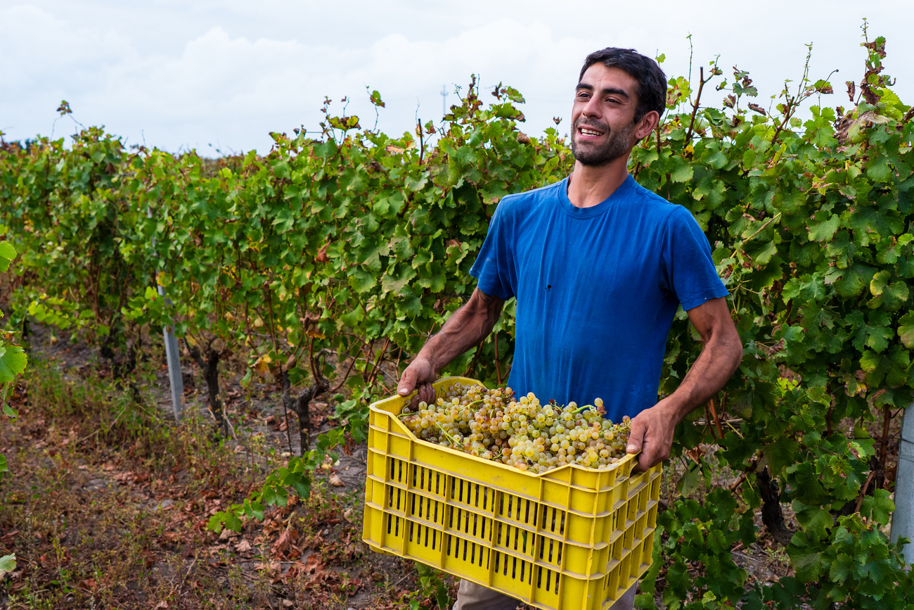 Regenerative Farming Farmer Carrying Harvested Grapes