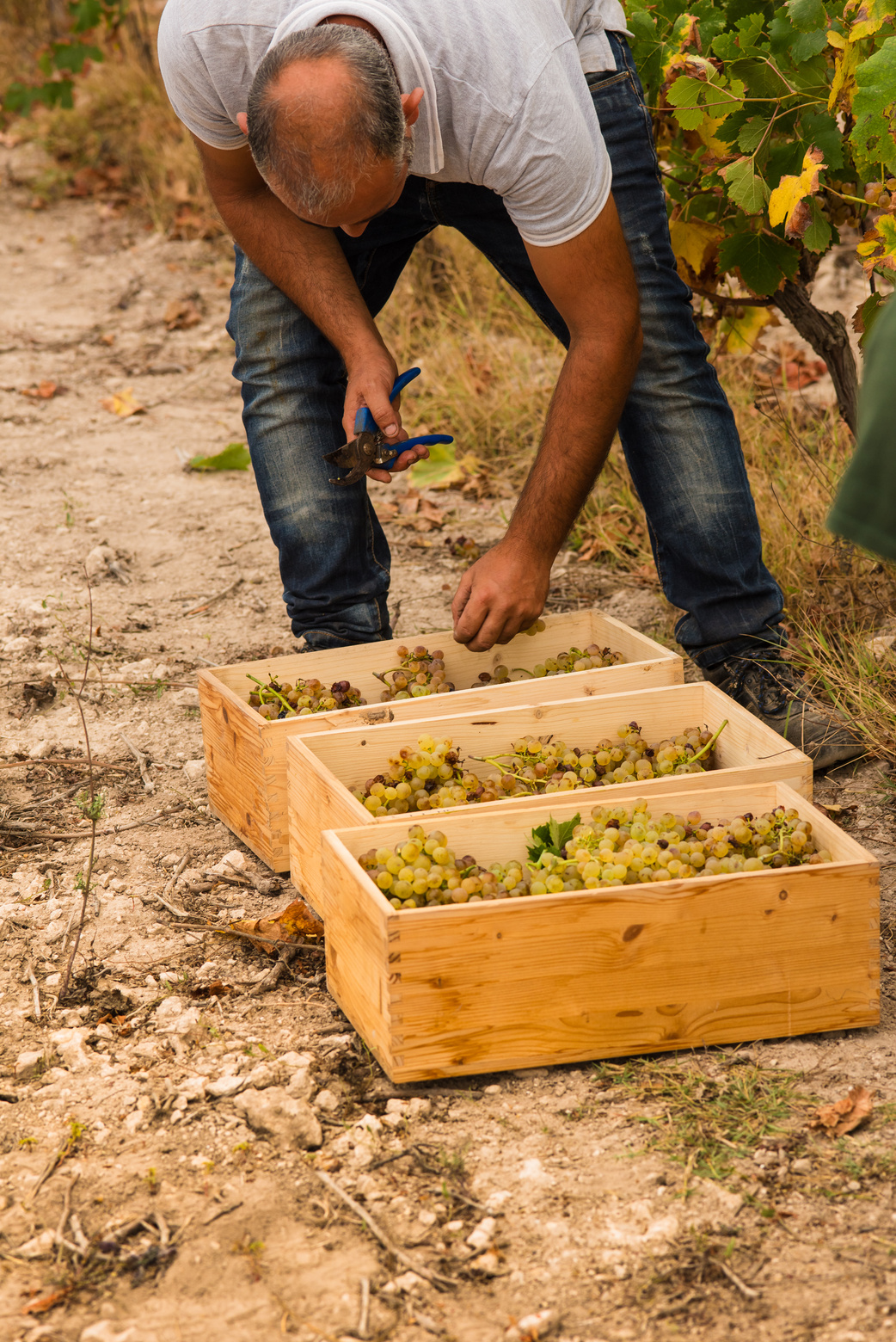 Regenerative Farming Farmer Harvesting Grapes from Vineyard